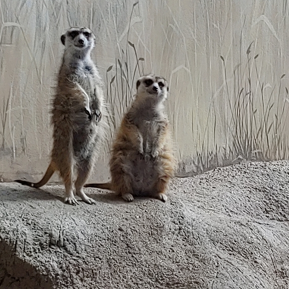 Meet your Posher, Maxine - Picture 1 of 1